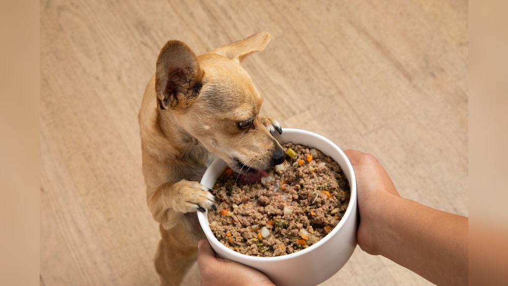 Best Dog Food for Dogs With Cushing'S Disease