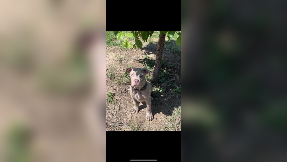 Best Dog Food for Gassy Pitbulls