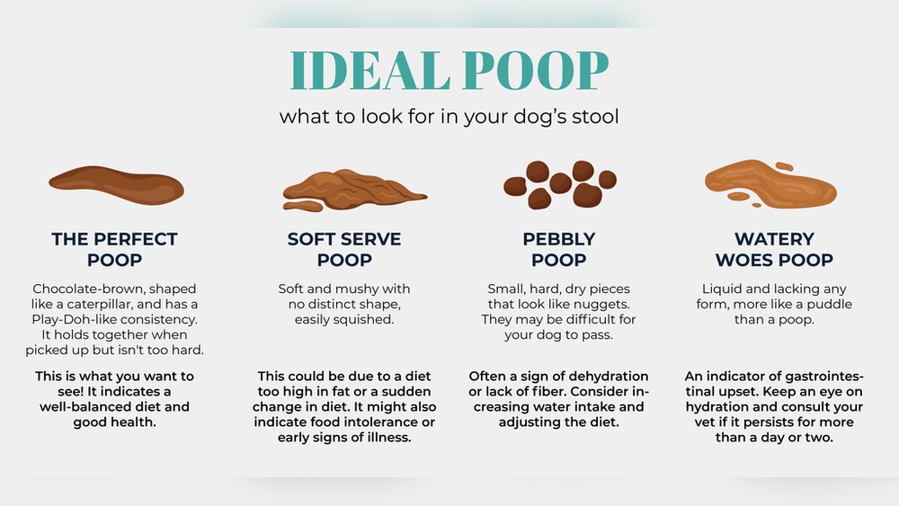 Best Dog Food for Hard Poop
