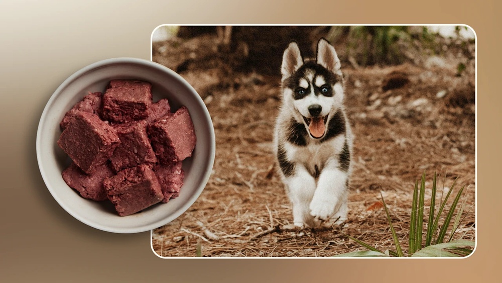 Best Dog Food for Huskies With Sensitive Stomach