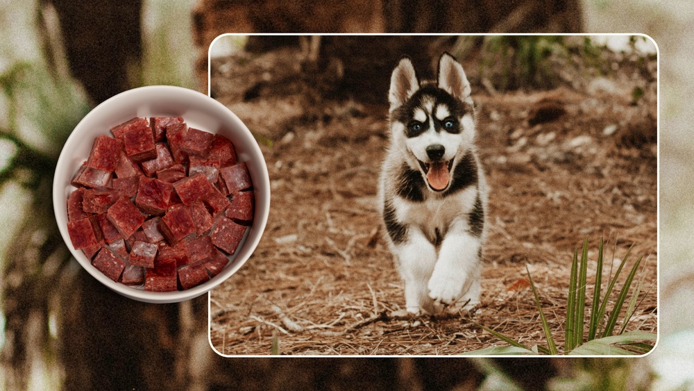 Best Dog Food for Husky Mix
