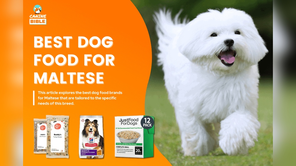 Best Dog Food for Maltese Puppy