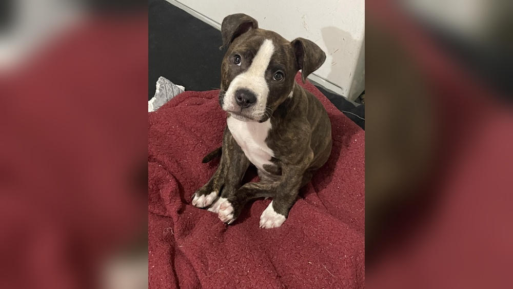 Best Dog Food for Micro Bullies