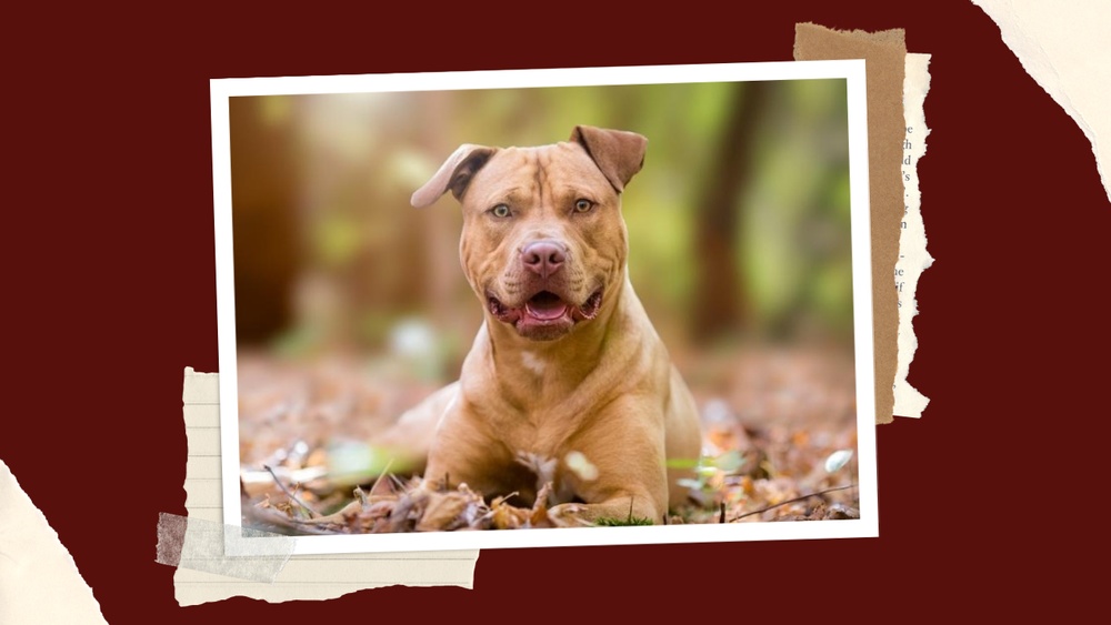 Best Dog Food for Older Pitbulls
