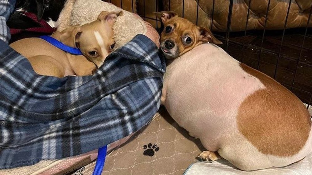 Best Dog Food for Overweight Chihuahua