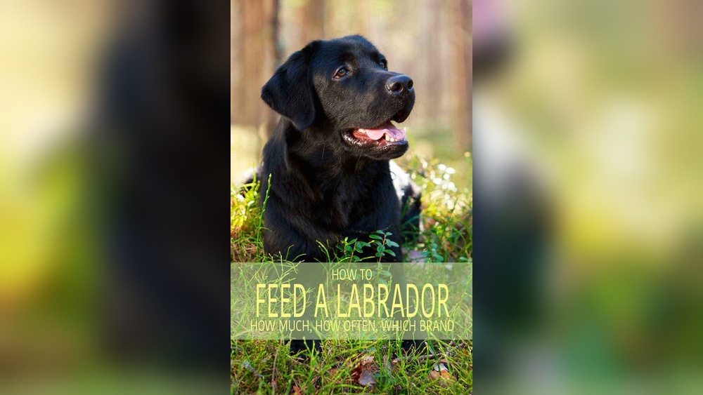 Best Dog Food for Overweight Lab