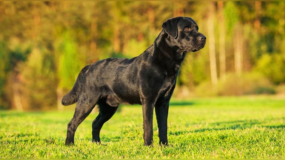 Best Dog Food for Overweight Labradors