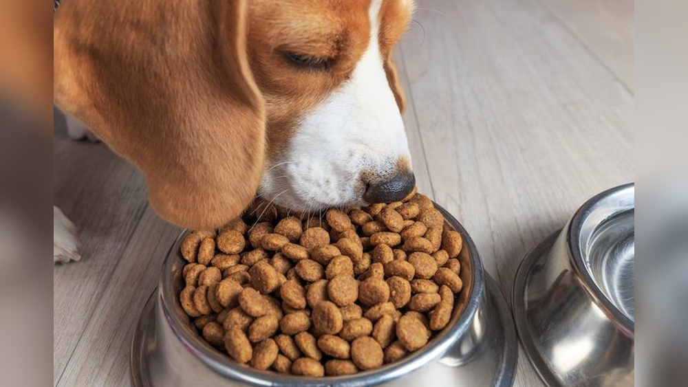 Best Dog Food for Pica