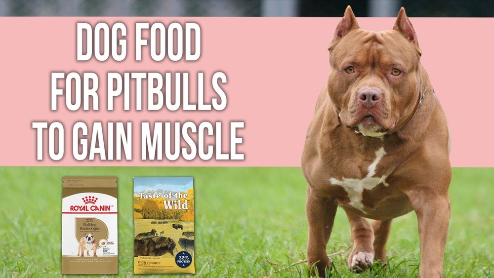 Best Dog Food for Pitbull to Gain Muscle