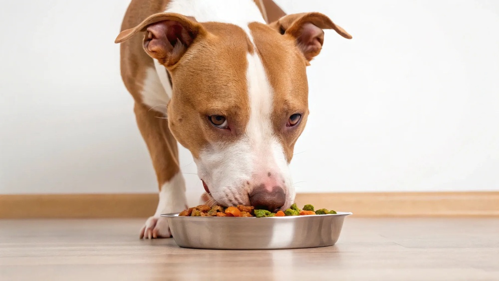 Best Dog Food for Pitbulls to Gain Weight