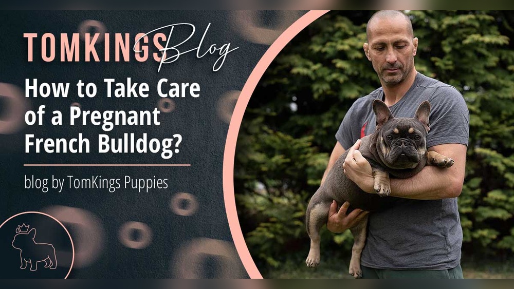 Best Dog Food for Pregnant French Bulldog