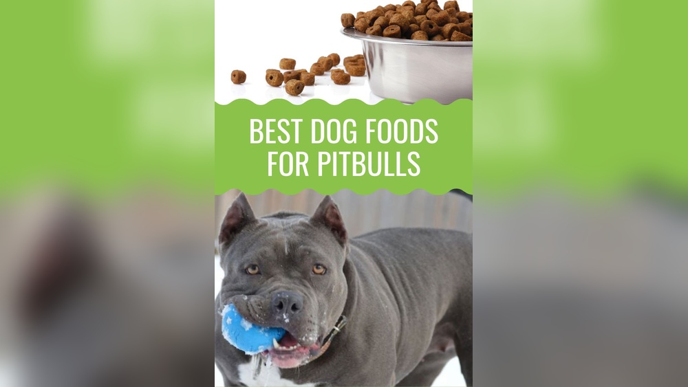Best Dog Food for Red Nose Pitbulls: Top Nutritious Picks