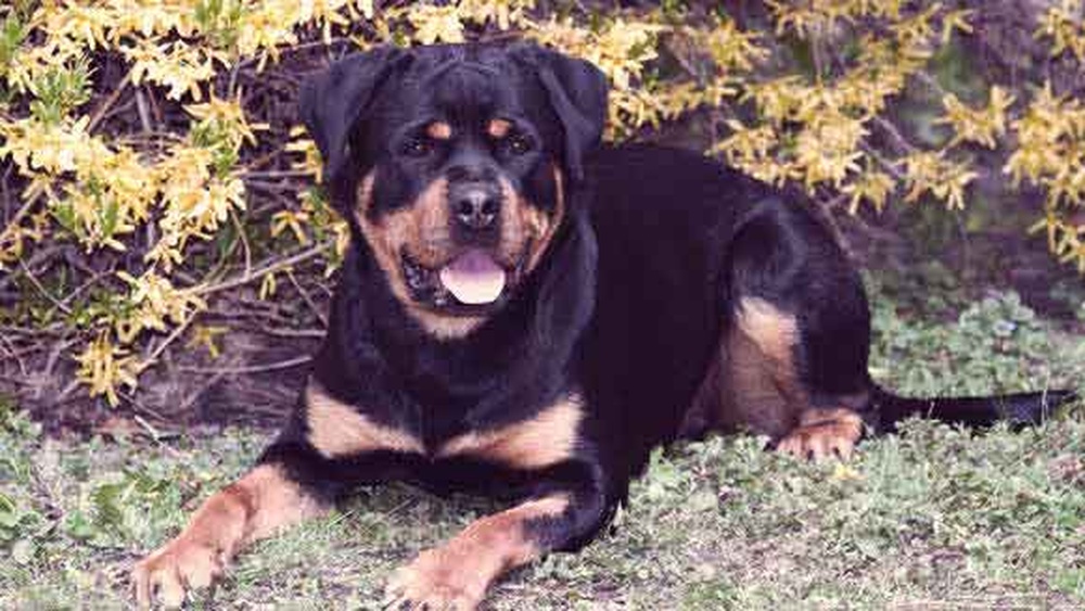 Best Dog Food for Rottweiler With Allergies