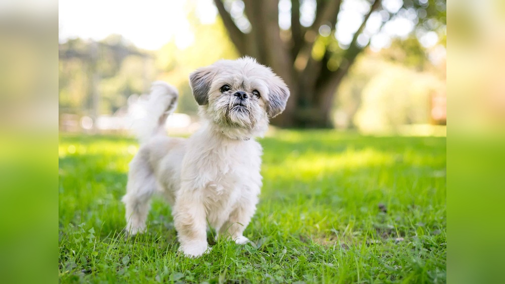 Best Dog Food for Senior Shih Tzu