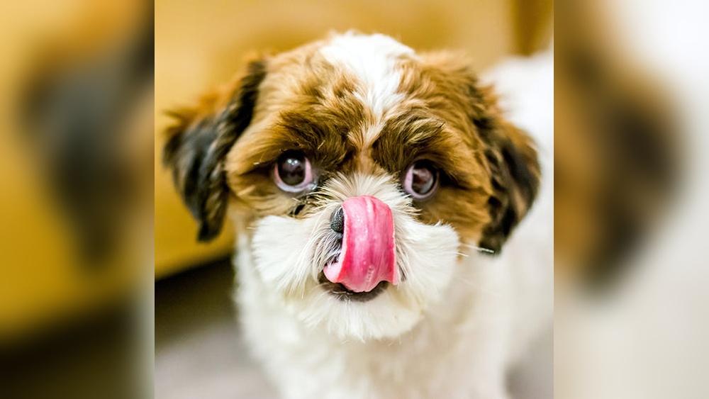 Best Dog Food for Shedding Issues