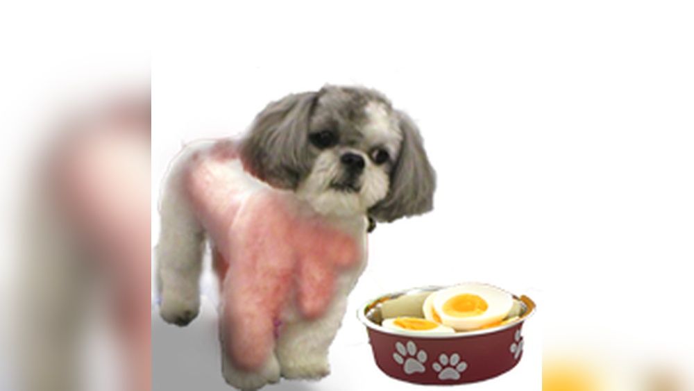 Best Dog Food for Shih Tzu With Sensitive Stomach