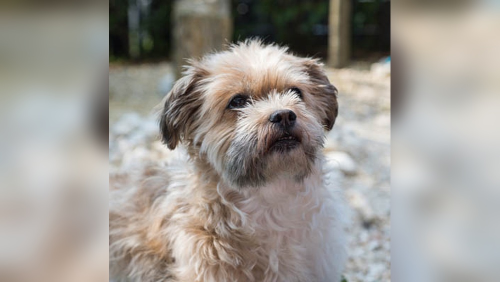 Best Dog Food for Shorkies