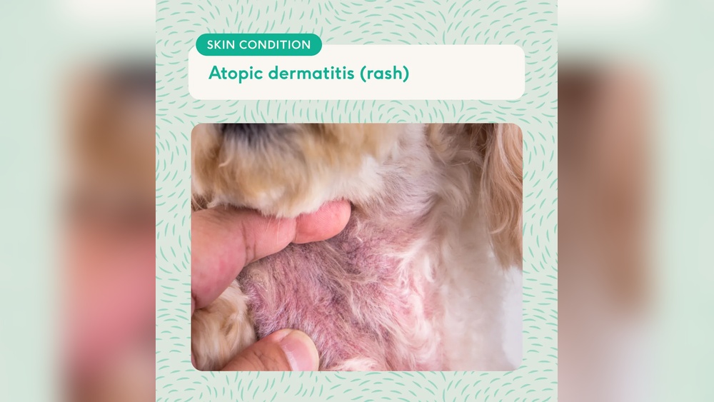 Best Dog Food for Skin Allergies And Hair Loss: Top Healing Picks