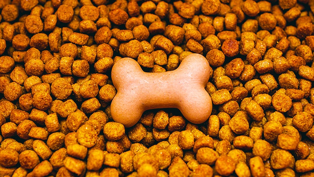 Best Dog Food for Teddy Bear Dogs