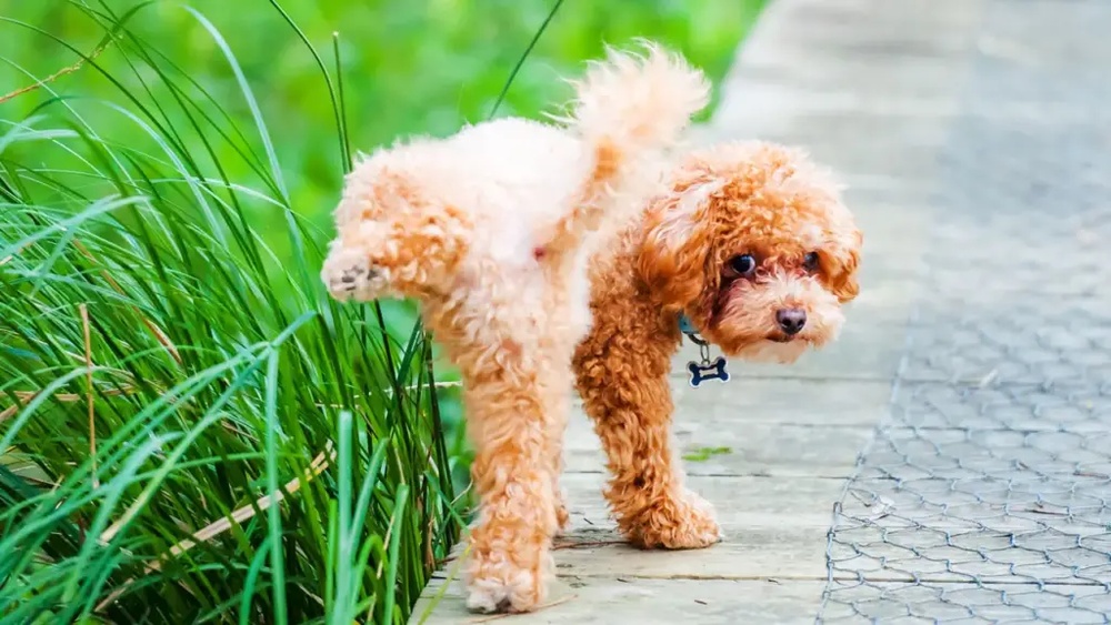 Best Dog Food for Urinary Tract Infections