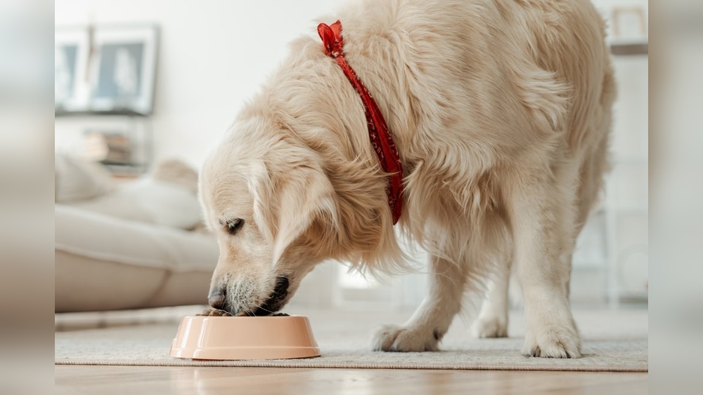 Best Dog Food to Prevent Flatulence