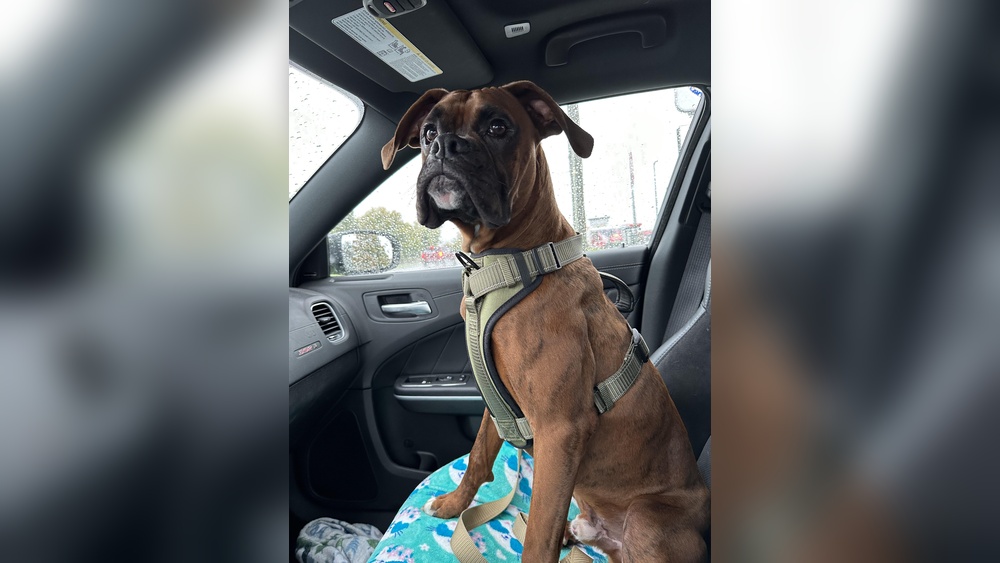 Best Dog Food to Put Weight on Boxer