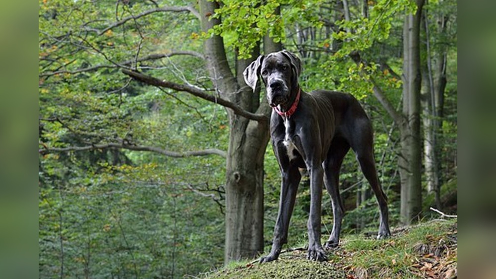 Best Dog for Farm House