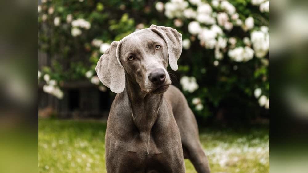 Best Dog for Running Partner: Top Energetic Breeds to Choose