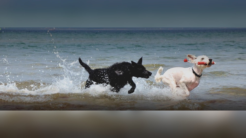 Best Dog Friendly Hotels in Boise Idaho