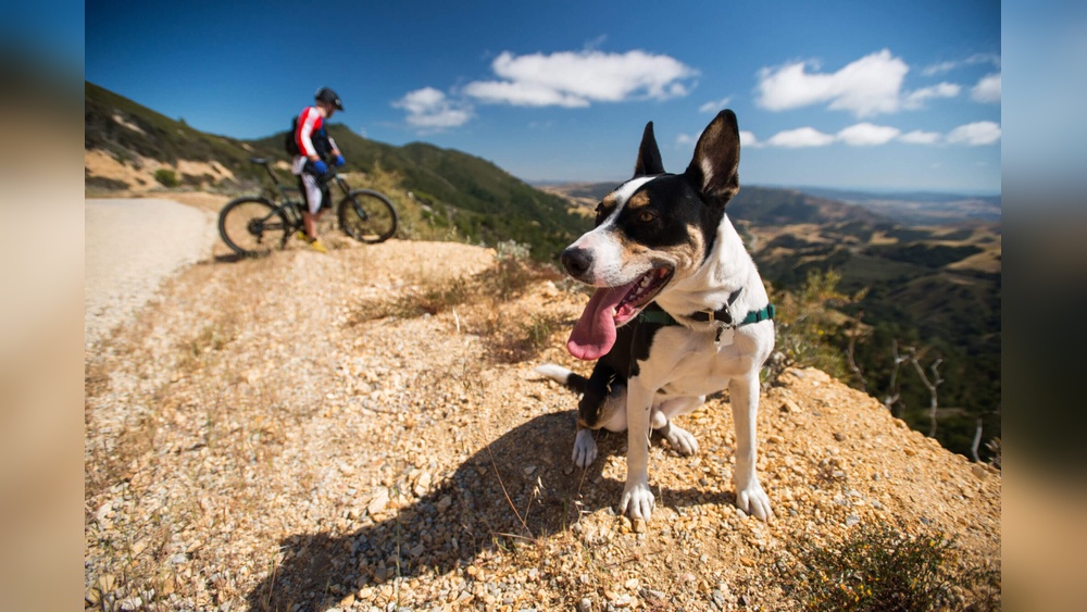 Best Dog Friendly Hotels in San Luis Obispo