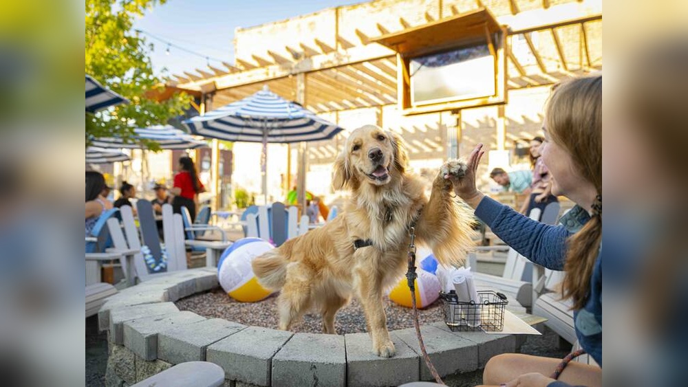 Best Dog Friendly Patios Chicago