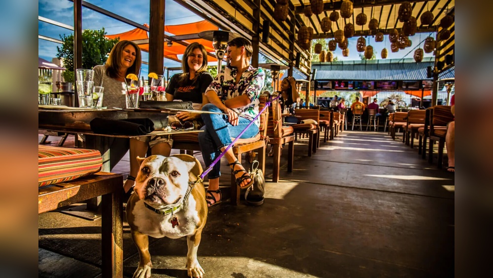 Best Dog Friendly Restaurants Phoenix