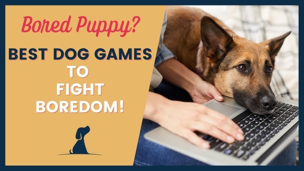 Best Dog Games for Boredom