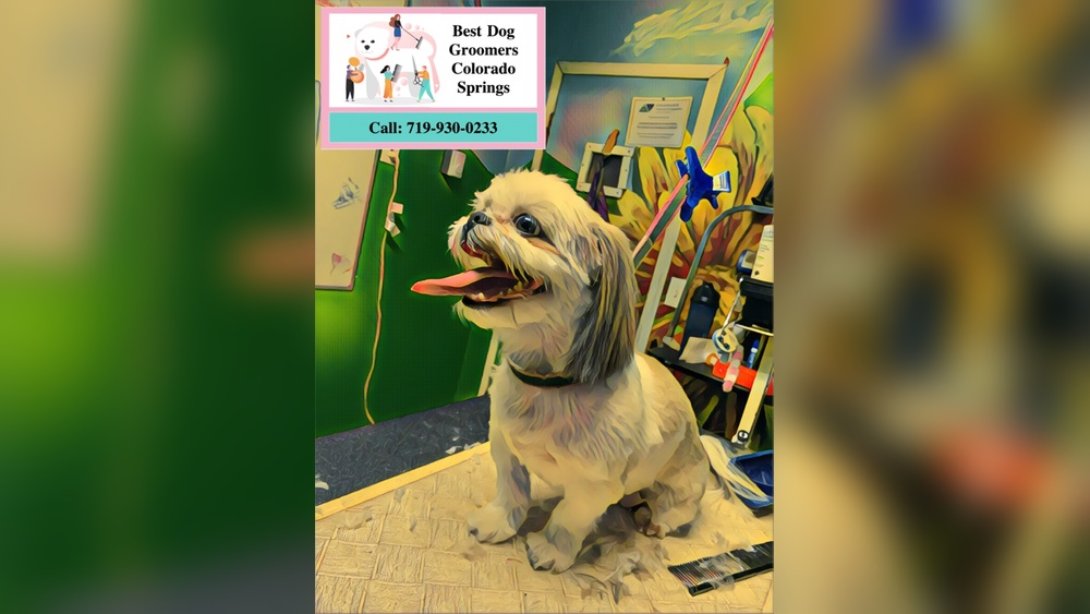 Best Dog Groomer Colorado Springs