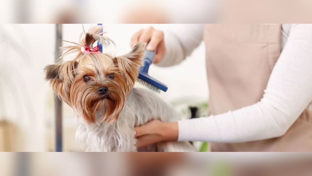Best Dog Groomer Jacksonville Fl