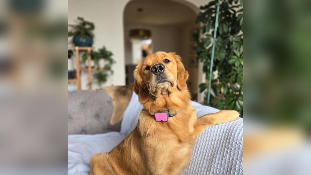 Best Dog Groomer San Francisco
