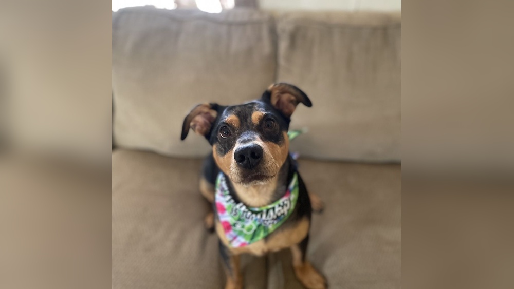 Best Dog Groomers in Albuquerque