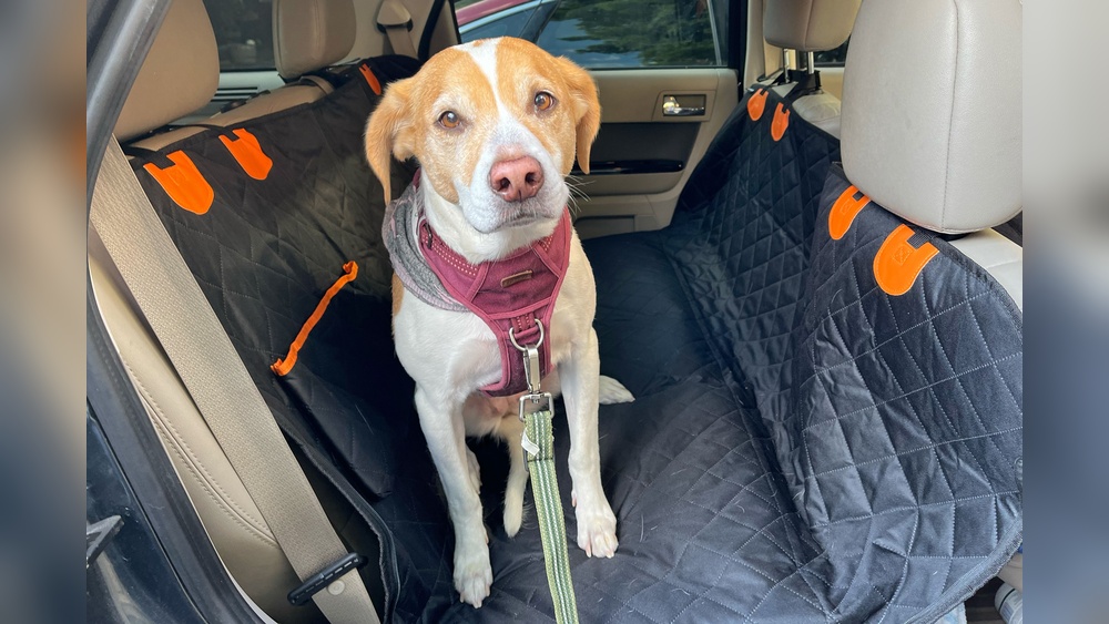 Best Dog Hammock for Suv