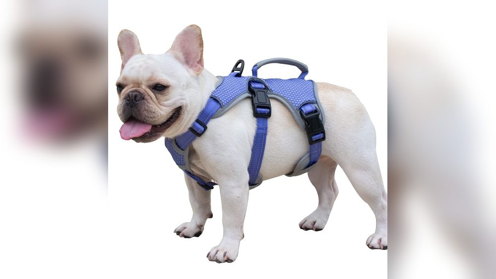 Best Dog Harness for Escape Artist