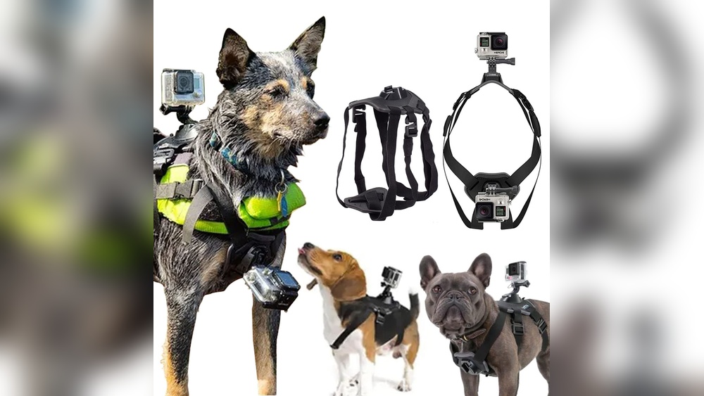 Best Dog Harness for Gopro