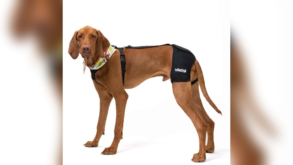 Best Dog Harness for Hip Dysplasia