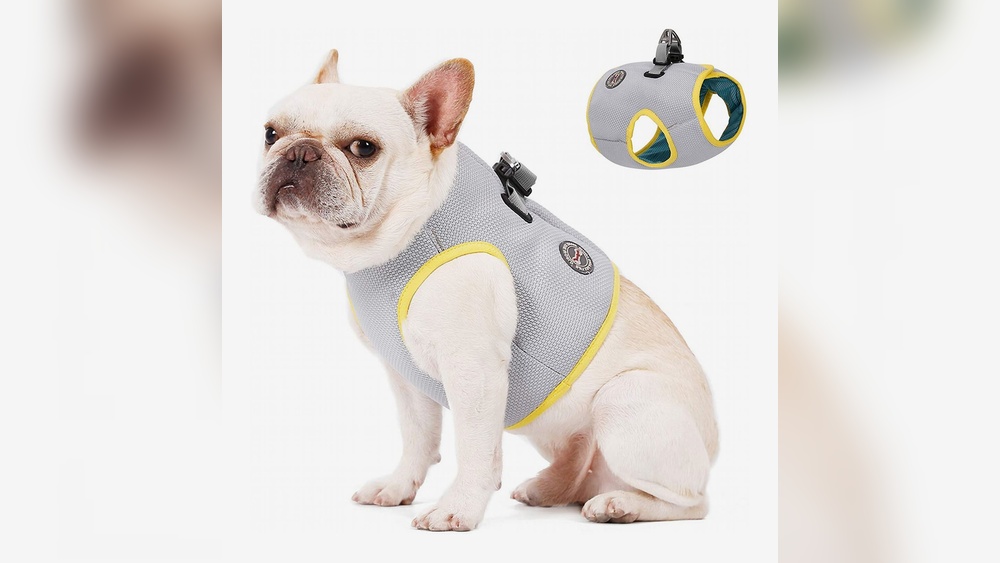 Best Dog Harness for Puppy