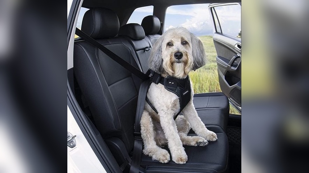 Best Dog Harness for the Car