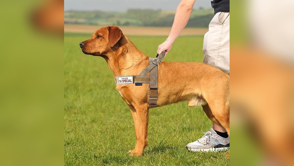 Best Dog Harness Large Dog