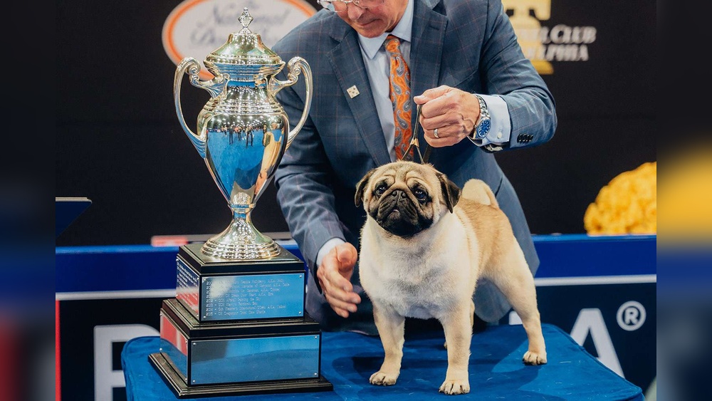Best Dog in Show 2024