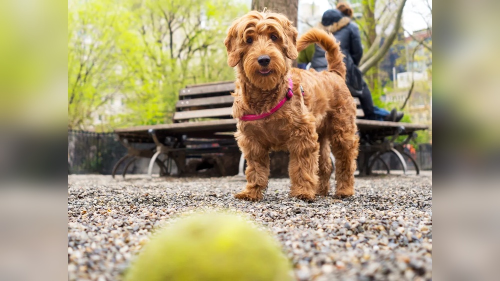 Best Dog Insurance New York