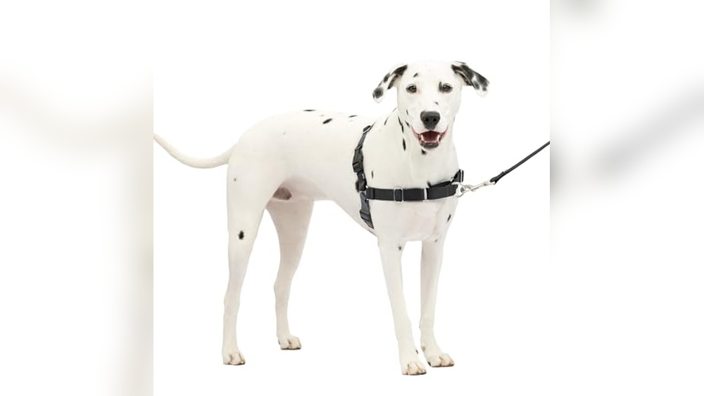 Best Dog Leashes for Pulling