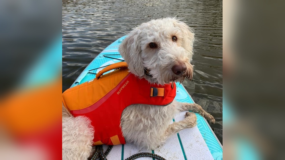 Best Dog Life Jacket for Kayaking