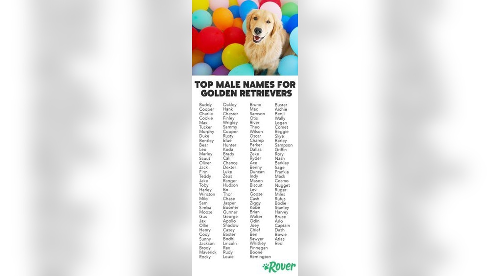 Best Dog Names Male Golden Retriever