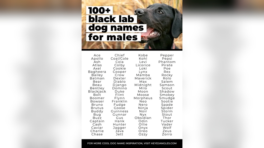 Best Dog Names Male Labrador